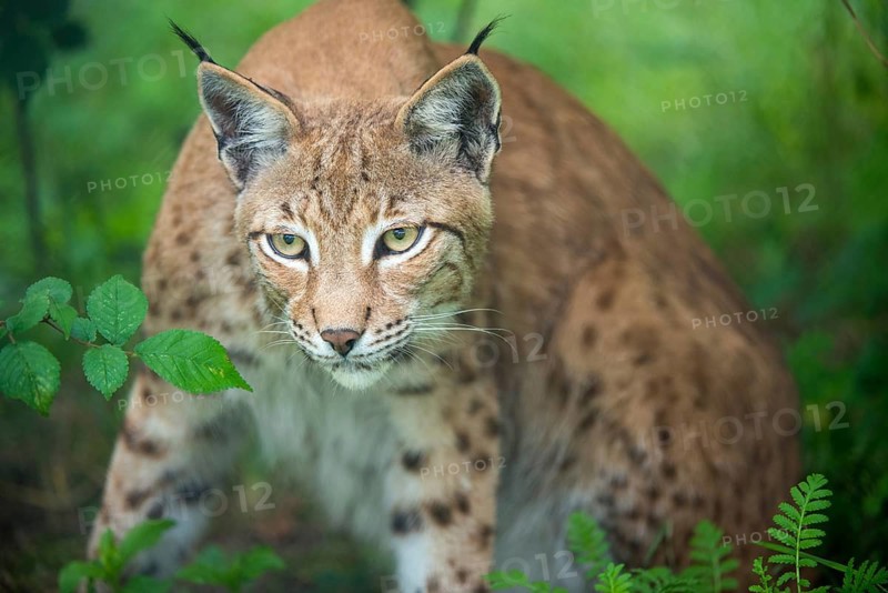 Carnivora, Eurasian lynx, felis lynx, lynx, predators, mammals, raptors, mammals