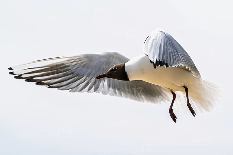 Black-headed Gull, Chroicocephalus ridibundus, bird in flight, England, United Kingdom