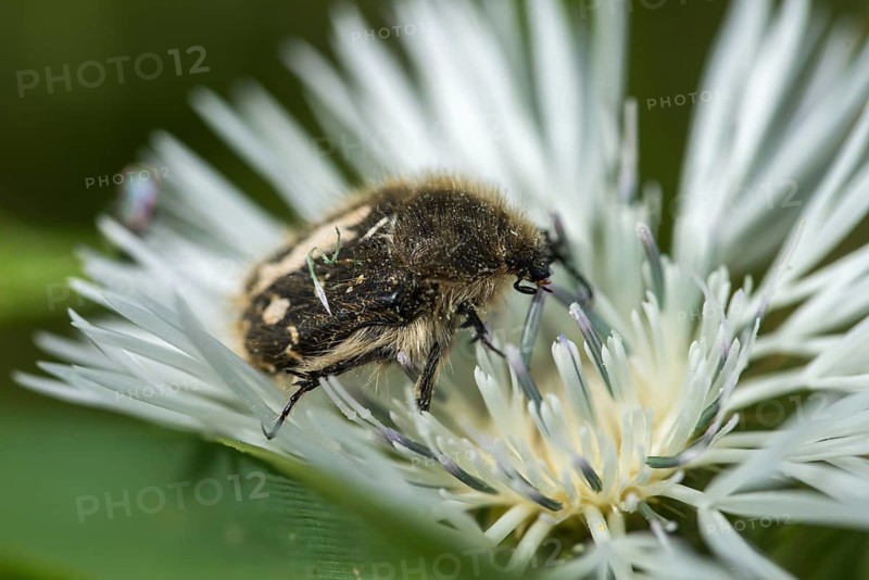 Apple Blossom Beetle, Leaf Horn Beetle, Granelli, Italy, Pantani Cuba and Longarini, Rose Beetle, Scarabaeidae, Tree Flower Chafer, Tropinota Hirta, Shaggy Rose Beetles, Migratory Bird Sanctuary Pantani Cuba & Longarini, Beetle, Coleoptera, Insects, Italy, Beetles, Sicily, Foundation for Biodiversity