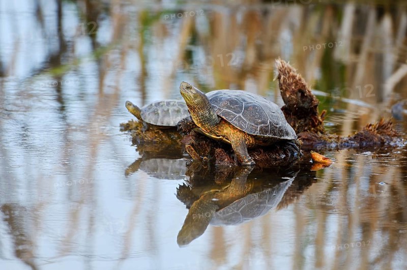 Spanish pond turtle or Spanish water turtle (Mauremys leprosa), Algarve, Portugal
