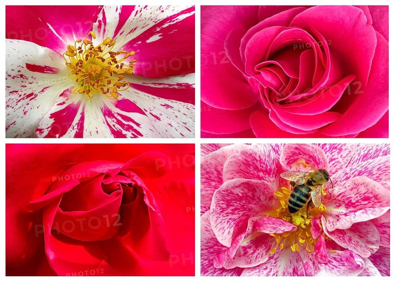Four rose petals in close-up as tableau, Climbing Condesa de Sastago, Chariama, Madame Bovary and wild bee on rose blossom, Dortmund, Germany