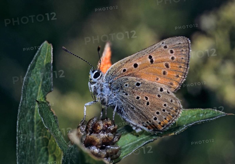 Lycaena alciphron, purple-shot copper, purple silvermoth, butterfly, insects, butterfly, butterflies