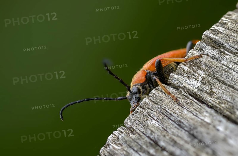 Aredolpona rubra, cerambycidae, corymbia rubra, common longhorn beetle, red-brown longhorn beetle, red cockroach, stictoleptura rubra, longhorn beetle, coleoptera, female, insects, beetles, female