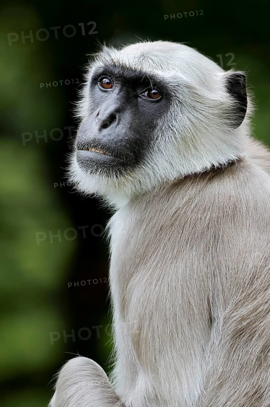 Northern plains gray langur (Semnopithecus entellus), male, portrait, captive, occurrence in India