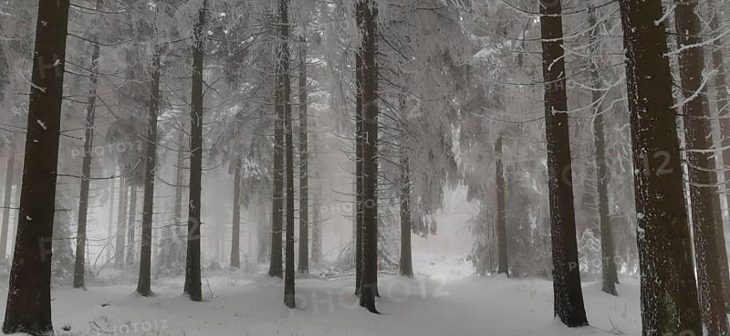 Dense winter forest with snowy trees and fog in the background, hiking in winter, Rennsteig, Thuringian Forest nature park Park