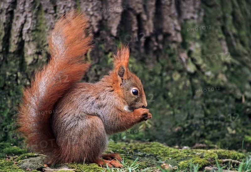 Squirrels, rodents, rodentia, sciurus vulgaris, squirrel, mammals, rodents, mammals