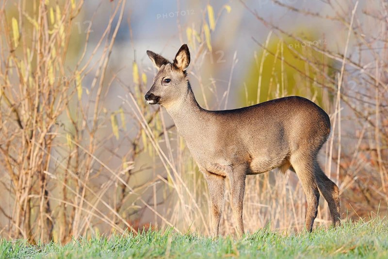 European roe deer (Capreolus capreolus), fawn in winter, Lower Saxony, Germany