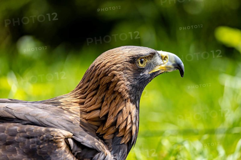 Side view of an eagle against a green background: a golden eagle (Aquila chrysaetos) at a falconry centre on the Rennsteig in Germany