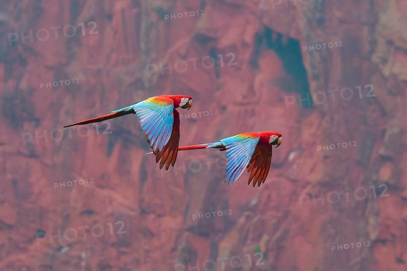 Two dazzling parrots fly gracefully along a red rock face, displaying their brightly coloured plumage: the green-winged macaw, or scarlet macaw (Ara chloroptera), Buraco Das Araras, Bonito, Pantanal, Brazil