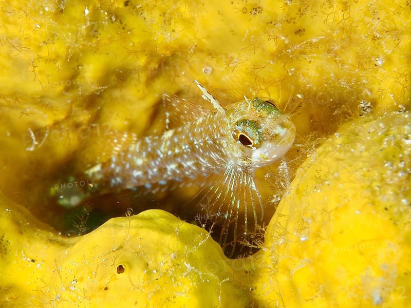 A small dwarf spitzhead blenny (Tripterygion melanurus) is hiding in a bright yellow golden sponge, Risco Verde dive site, Arinaga, Gran Canaria, Spain, Europe, Atlantic Ocean