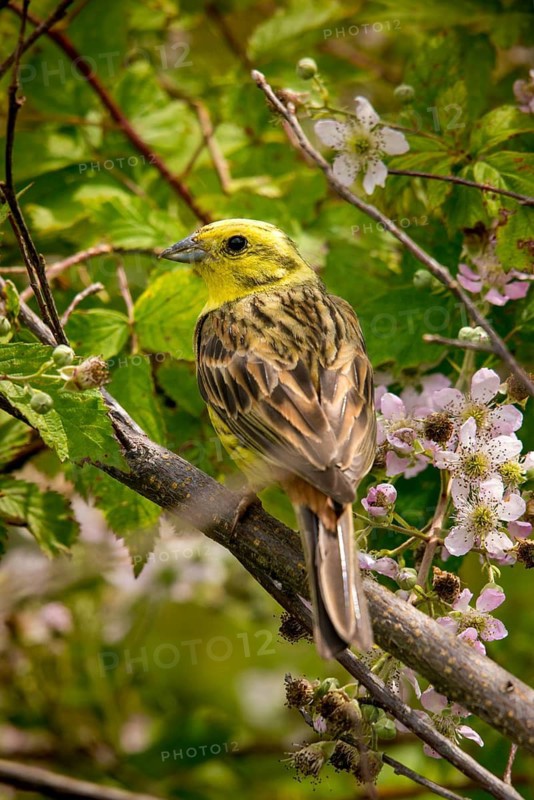 Emberiza citrinella, goldammer, yellowhammer, birds, hedge, high size, portrait format, male, passeri, songbirds, birds