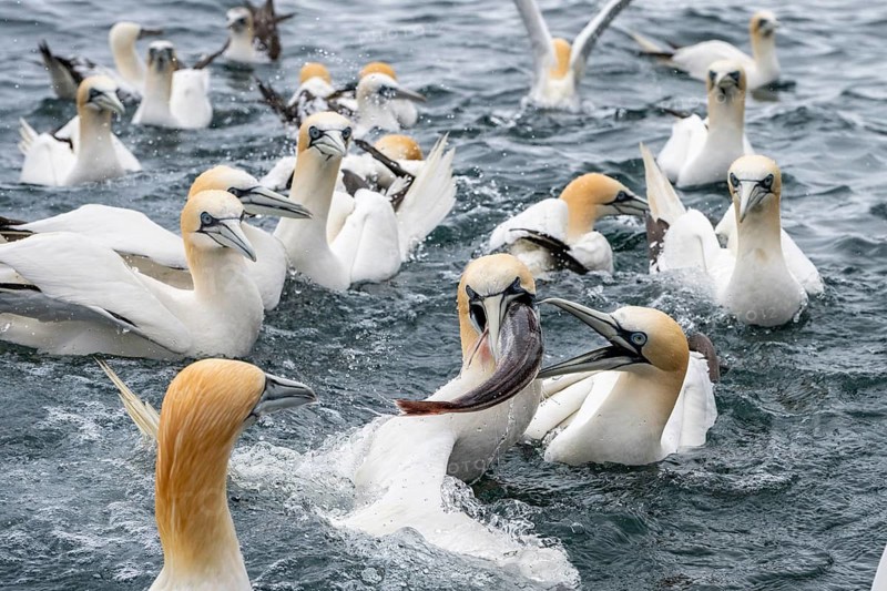 A northern gannet (Morus bassanus) eats a fish it has caught at sea off the island of Noss, Shetland Islands, Scotland, Great Britain