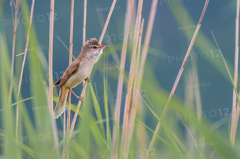Reed Warbler (Acocephalus arundinaceus), perched in the reeds, Güssinger Ponds, Güssing, Burgenland, Austria