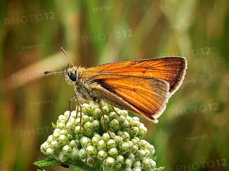 A butterfly, a skipper (Hesperiidae) with orange wings, perched on a green inflorescence, Frankenwald nature park Park, Upper Franconia