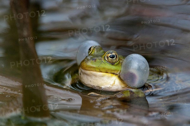 Edible Frog, Pelophylax Esculentus, Pelophylax Kl. Esculentus, Rana Kl. Esculenta, Pond Frog, Amphibian, Frog, Frog, Amphibian