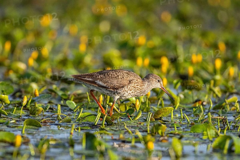Spotted Redshank (Tringa erythropus) Hungary