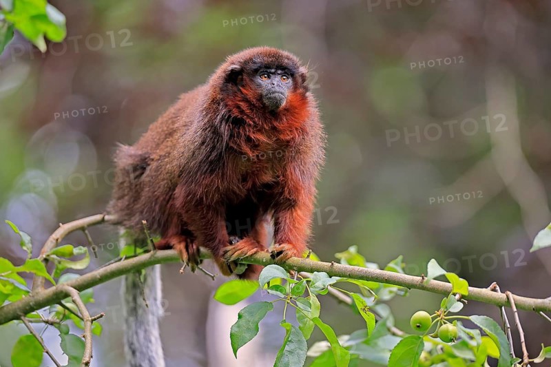 Coppery titi (Plecturocebus cupreus, syn.: Callicebus cupreus), adult, alert, tree, South America