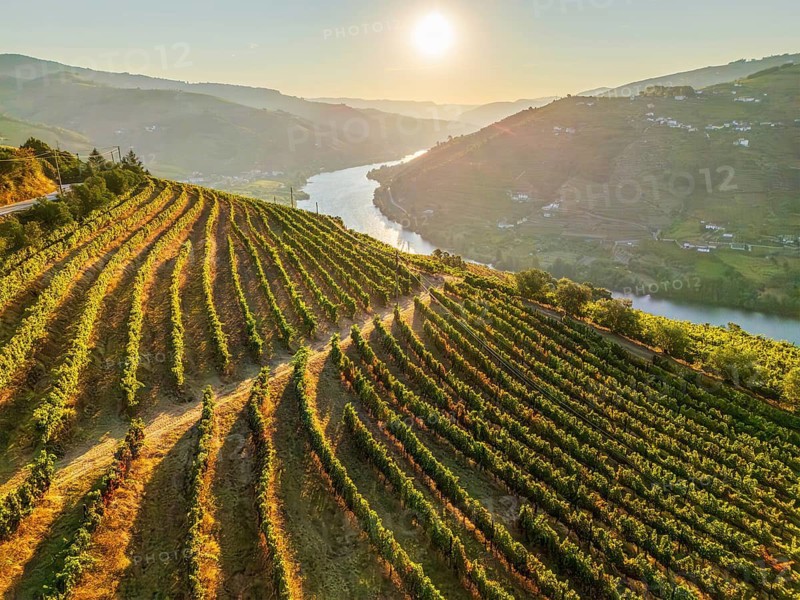 Aerial drone view of sunlit vineyard rows above the Douro River in Portugal's Douro Valley during golden sunrise