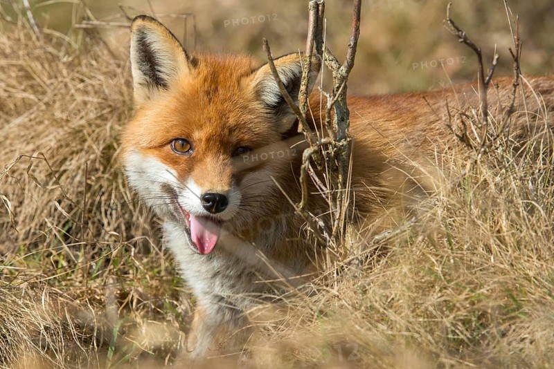 Carnivora, predators, red fox, vulpes vulpes, fox, mammals, raptors, mammals, mammals