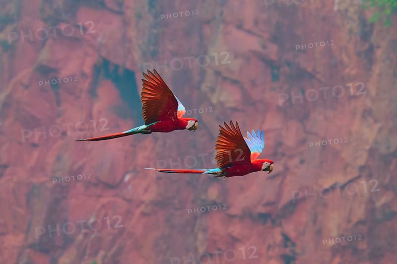 Colourful parrots fly freely against a backdrop of an impressive red rocky landscape, showing off their vibrant plumage: the green-winged macaw, or dark-red macaw (Ara chloroptera), Buraco Das Araras, Bonito, Pantanal, Brazil