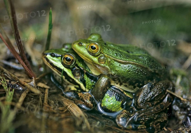 Small water frog, pelophylax lessonae, pool frog, rana lessonae, amphibians, amphibians, couple, frog, frog, amphibians, mating
