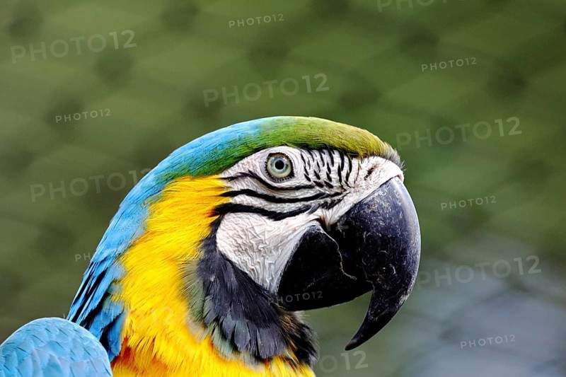 Yellow-breasted Macaw (Ara ararauna), animal portrait, captive, occurrence South America, Hesse, Germany