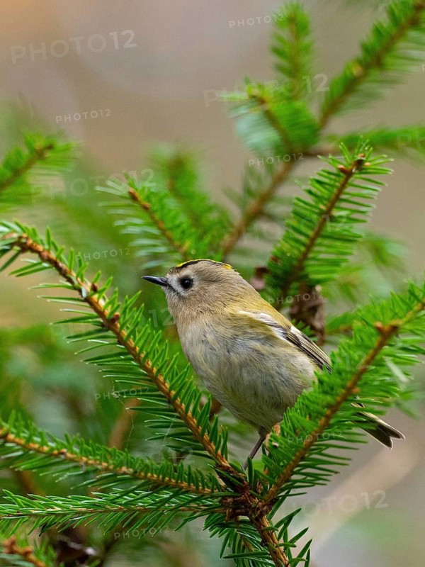 A winter golden chicken sits in a fir tree, North Rhine-Westphalia, Germany