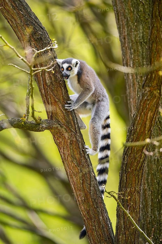 Ring-tailed lemur (Lemur catta) climbing in a tree, captive, Germany