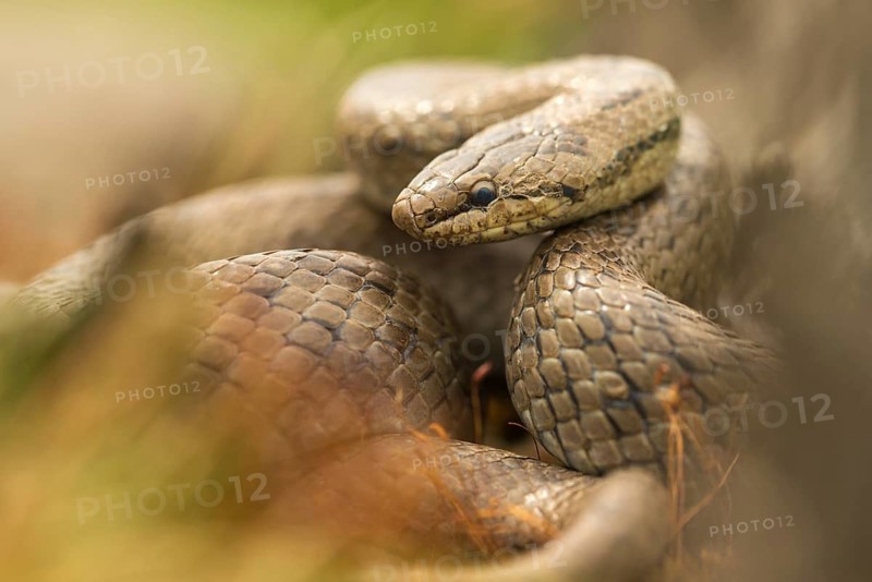 Coronella Austriaca, smooth snake, critters, reptilia, reptilia, reptiles, snakes, snakes