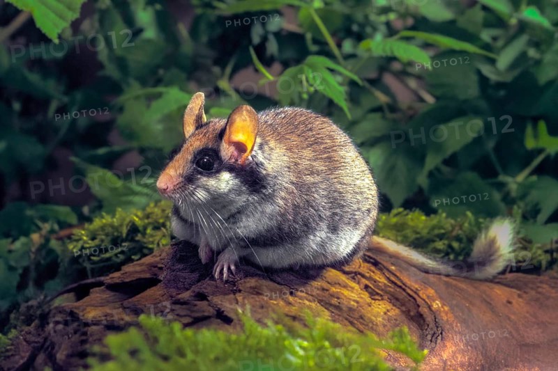 Eliomys quercinus, garden sleepers, rodents, rodentia, bilche, dormice, dormouse, mammals, rodents, sleepers, mammals