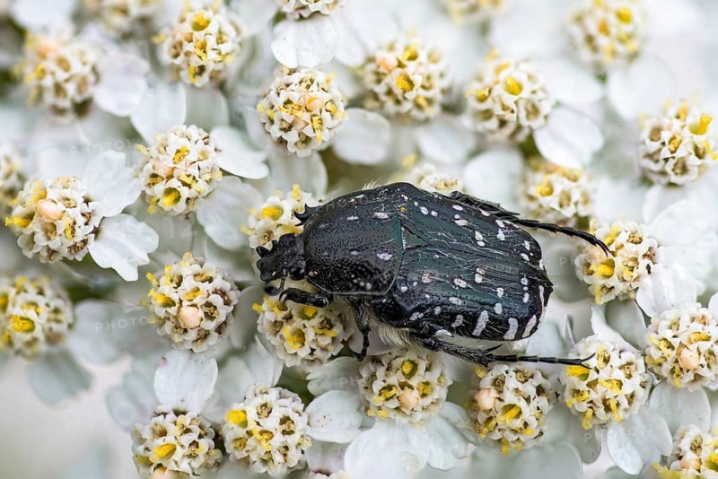 Leaf horn beetle, oxythyrea funesta, rose beetle, scarabaeidae, weeping rose beetle, white spotted rose beetle, beetle, coleoptera, insects, beetles