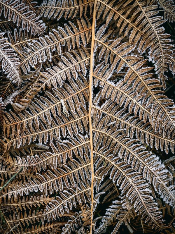 Fern leaves covered with hoarfrost, Sauerland, North Rhine-Westphalia, Germany