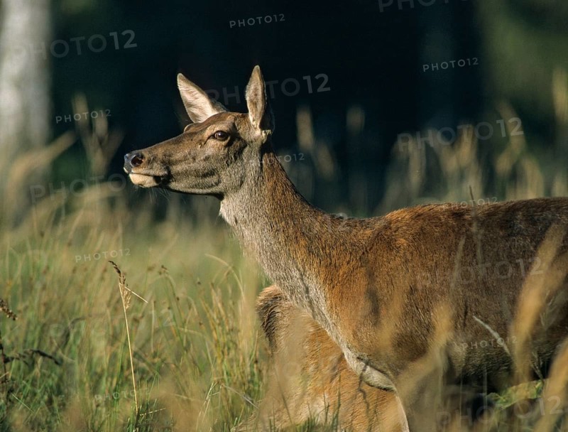 Artiodactyla, Cervus Elaphus, even-toed ungulate, cloven-hoofed, red deer, red deer, adult, deer, female, deer, leo, mammals, mammals, female