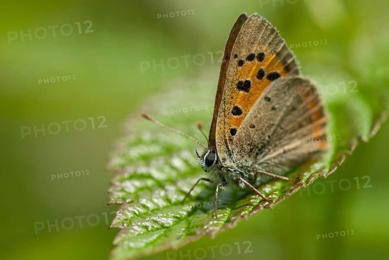 Moth, small moth, Lycaena phlaeas, small copper, butterfly, insects, butterfly, butterflies