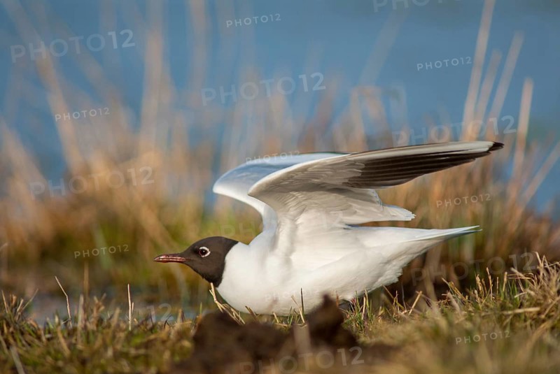 Black-headed gull, Chroicocephalus ridibundus, black-headed gull, Larus ridibundus, birds, charadriiformes, gulls, limicols, seagulls, birds