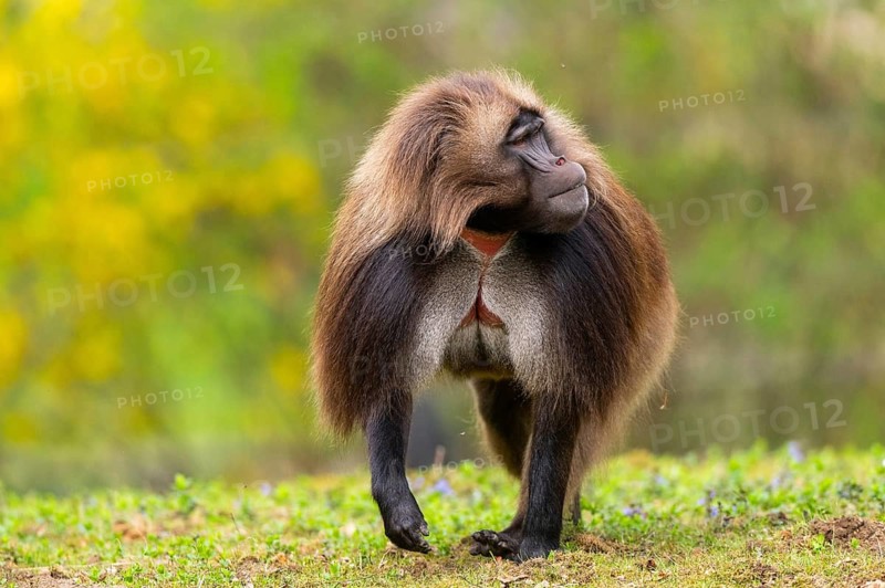 Gelada (Theropithecus gelada) male running over a meadow, captive, distribution africa