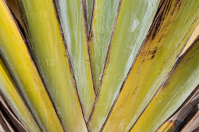 Close-up Traveller's palm (Ravenala madagascariensis), background, texture, Andalusia, Spain