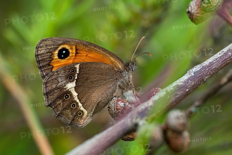 Bathsheba maniola, Pyronia bathsheba, Spanish oxeye, Spanish gatekeeper, butterfly, extremadura, insects, butterfly, Spain, butterflies