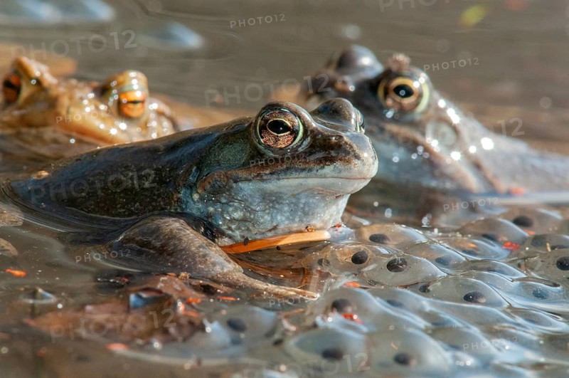 Common frog, common frog, rana temporaria, amphibians, amphibians, frog, frogs, spring, spawning ground, amphibians, jumping