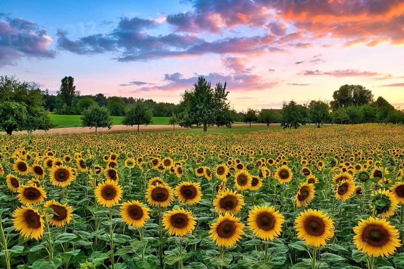 A field of sunflowers (Helianthus annuus) at dusk, atmospheric clouds in the evening sky, Canton of Zurich, Switzerland