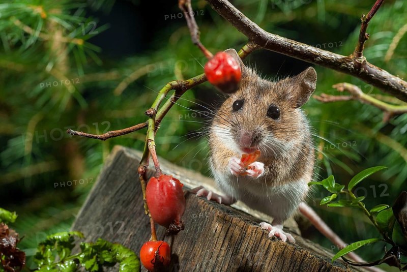 Apodemus flavicollis, yellow-necked mouse, rodents, rodentia, yellow-necked mouse, mammals, mouse, muroids, mice, rodents, mammals