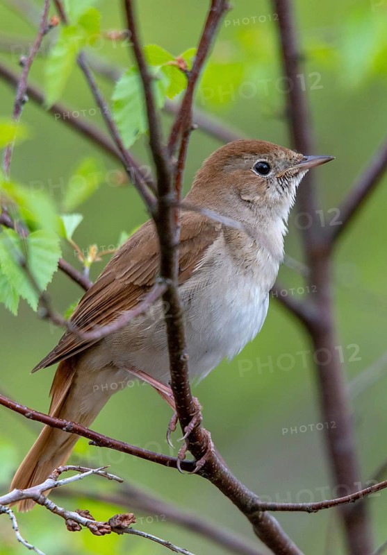 Luscinia megarhynchos, nightingale, birds, high size, portrait format, passeri, songbirds, songbirds, birds