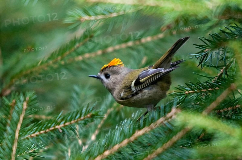 Goldcrest, golden chicken, Regulus regulus, winter golden chicken, birds, passeri, songbirds, birds