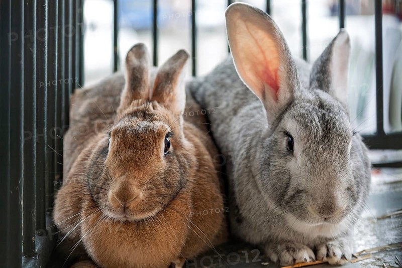 Domestic rabbit (Oryctolagus cuniculus forma domestica), Sineu livestock market, Majorca, Balearic Islands, Spain