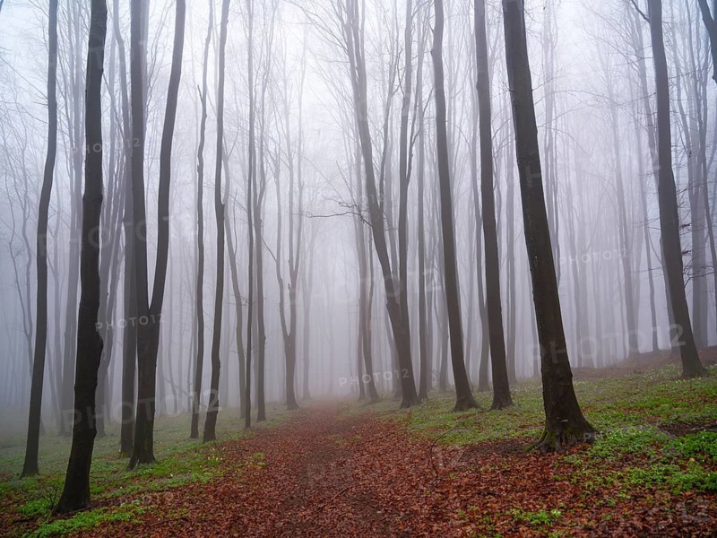 Bare trees in fog, Maramures, Romania