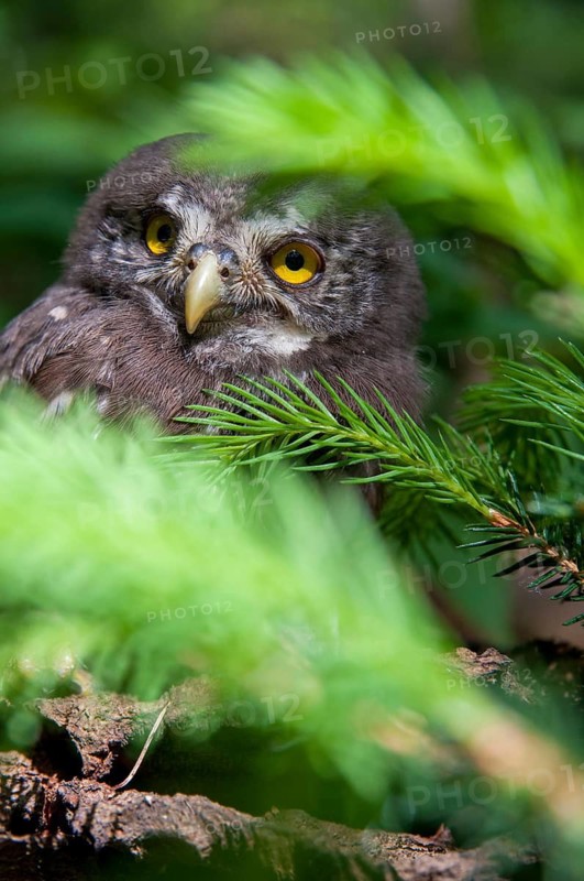 Glaucidium passerinum, pygmy owl, passerine owl, birds, owls, adolescent, high size, portrait, juvenile, owls, strigiforms, birds