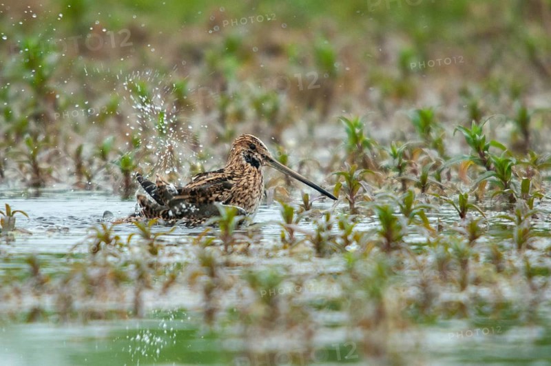 Common snipe, gallinago gallinago, snipe, bath, birds, charadriiformes, limikolen, snipe birds, scolopacidae, birds, waders, waders