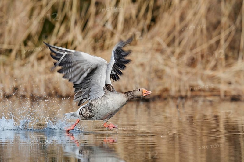 Greylag goose (Anser anser), taking off, North Rhine-Westphalia, Germany