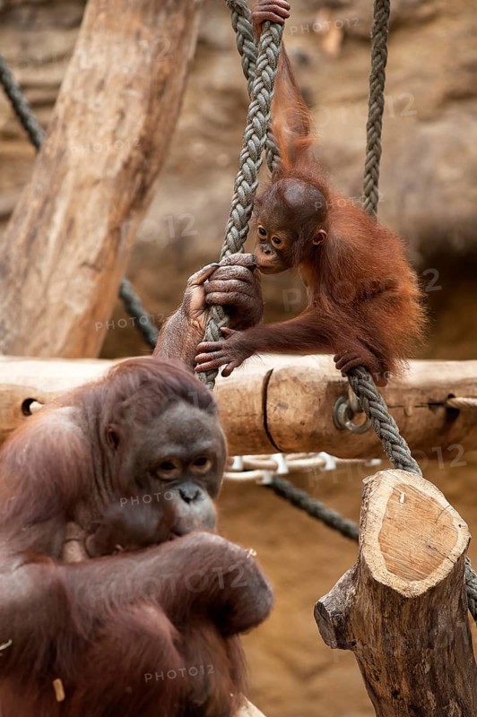 Urangutan (Pongo pygmaeus) with her young, captive, Germany