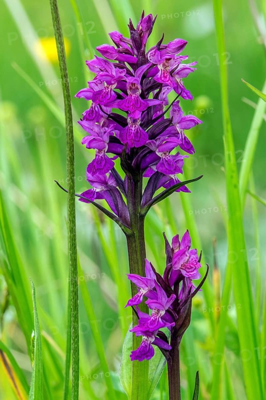 Western marsh orchid (Dactylorhiza majalis), in flower, Fellhorn, Oberstdorf, Oberallgäu, Allgäu, Bavaria, Germany